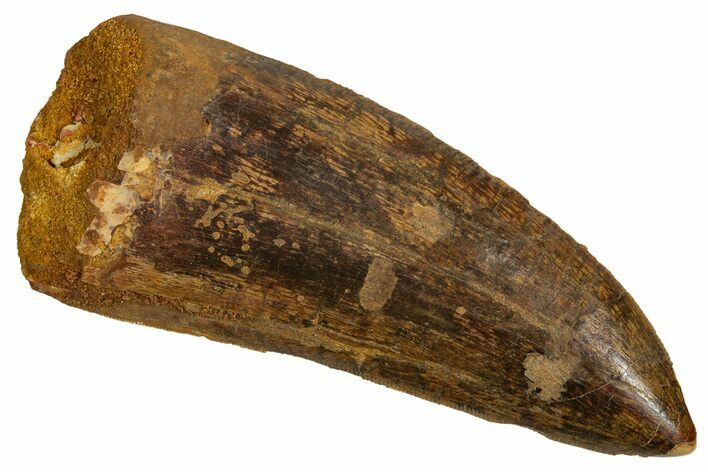 Serrated Carcharodontosaurus Tooth - Real Dinosaur Tooth #341160